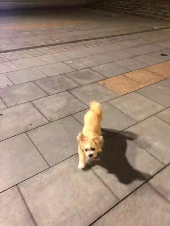 撒欢的小狗 詹程开摄
