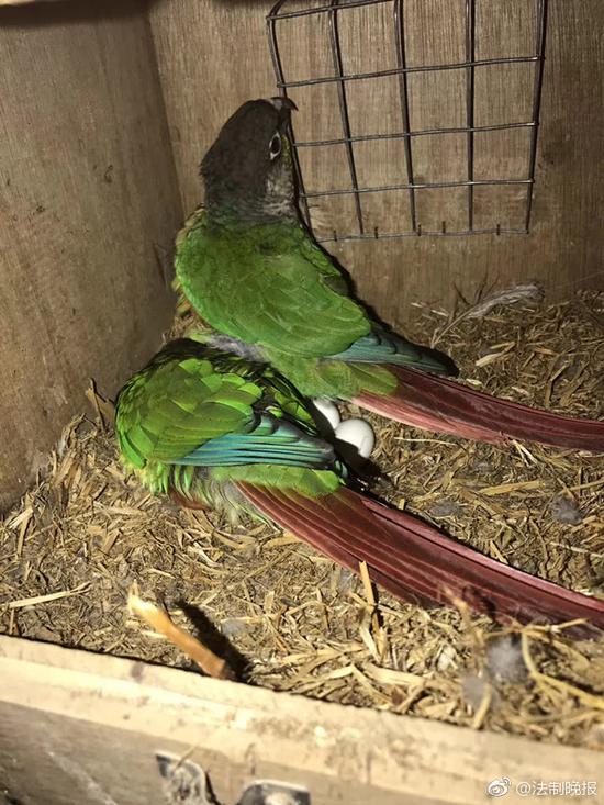 花鸟店老板收购8只鹦鹉4只鹩哥获刑两年，不服将上诉