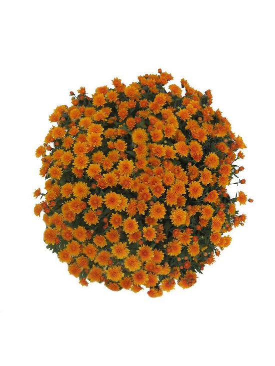 你见过吗？拿了国际金奖的南农菊花长这样！