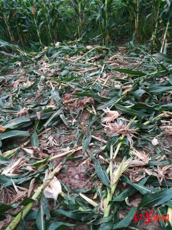 野猪糟蹋庄稼|庄稼频遭野猪糟蹋、巴中村民申请补偿无果 该谁来补偿？