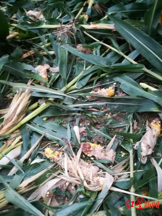 野猪糟蹋庄稼|庄稼频遭野猪糟蹋、巴中村民申请补偿无果 该谁来补偿？