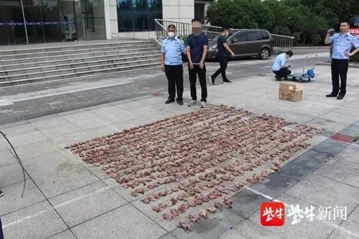 密密麻麻的鸟类
