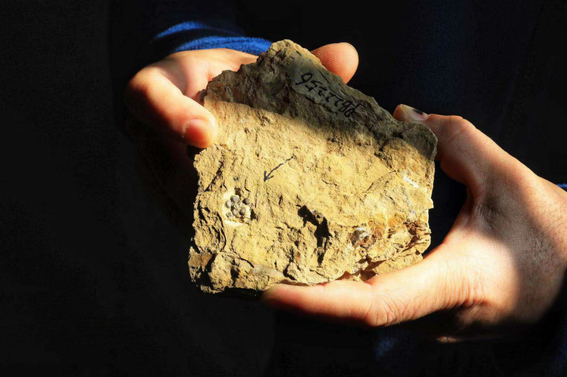 “最古老的花”在南京被发现，芳龄1.74亿岁