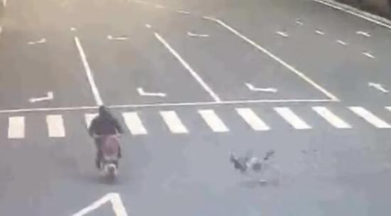 哈士奇将骑车大爷撞骨折后“逃逸” 主人赔3万多