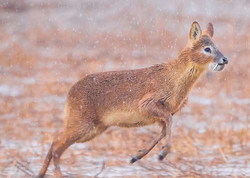 还在喝奶它们就被杀了 只因体内有贪婪者要的“宝”