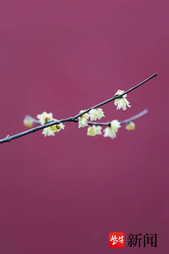 明孝陵景区蜡梅