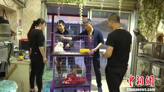 直播养猴牵大案：35人涉案 村干部擅自贩卖猕猴21只