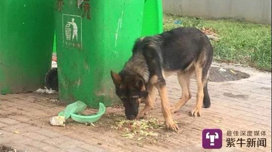 (警犬“老三”)