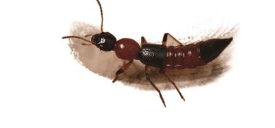 夏季蚊虫肆虐 4龄童因为它差点被毁容