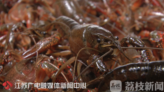 “龙虾季”外卖平台店铺问题频出 监管部门：整改！