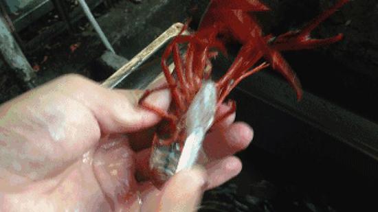 贪吃小龙虾可能过敏！哪些人不宜？吃货必看