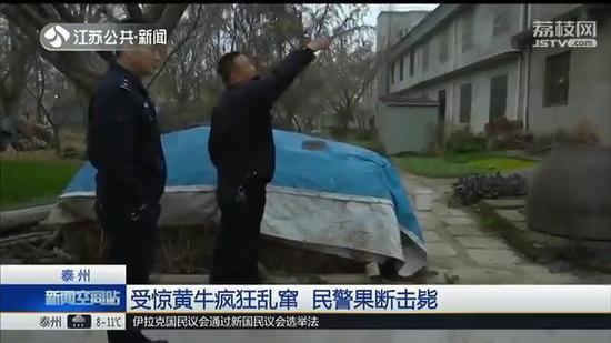 泰州一1300斤黄牛突然“疯狂”乱窜 特警连开两枪击毙