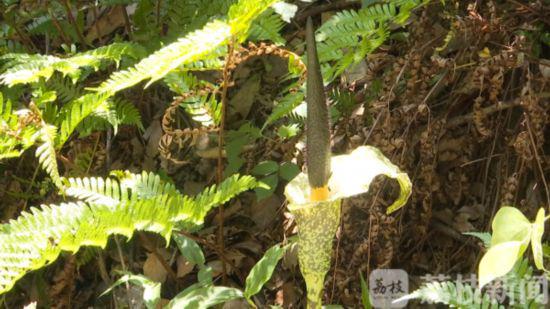 紫金山|南京紫金山夏魔芋开花 全株有毒请勿采摘