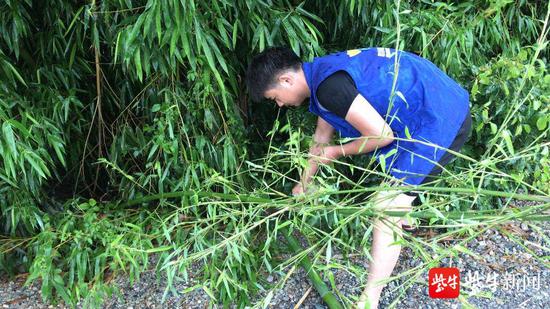 张桥社区网格员清理圩埂散落毛竹，排除道路隐患
