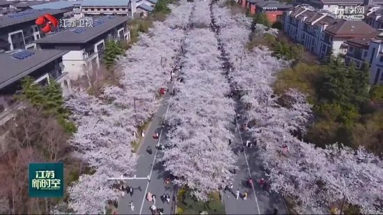 江苏赏花游主题受热捧 清明旅游订单提前翻倍