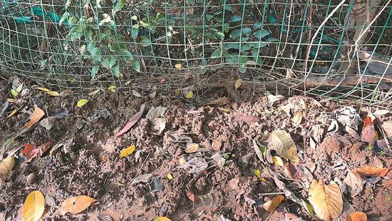 野猪侵害南京市浦口区农田留下的痕迹。 (受访者供图)