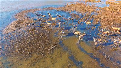 盐城市大丰麋鹿国家级自然保护区黄海湿地(资料图片)。 卢日伟摄 视觉江苏网供图