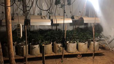 发财梦:自学种植技术 租养牛场进行实验