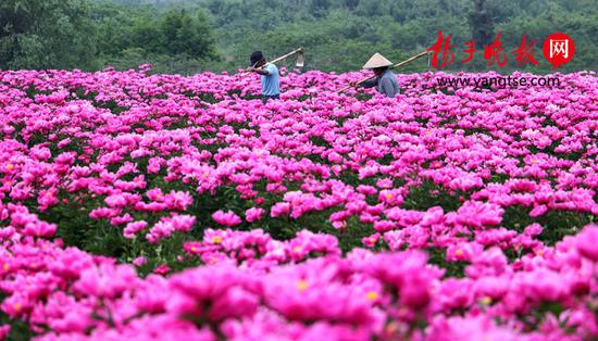 千亩芍药绽放迎客 邂逅粉色“梦幻花海”