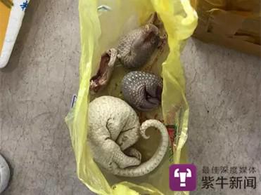 缴获的穿山甲