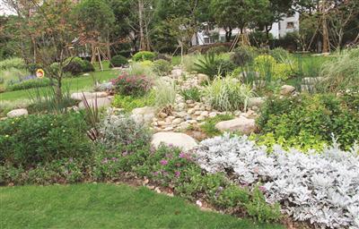 南京主城区第二批杨树更新改造全面启动 跟飘絮说拜拜