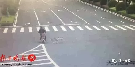 哈士奇将骑车大爷撞骨折后“逃逸” 主人赔3万多