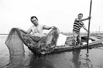 太湖为保水质全面拆除围网 明年起禁止“圈养”大闸蟹