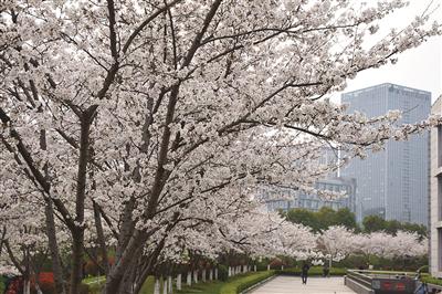 中国药科大学校园内樱花烂漫。戴荣森 摄 视觉江苏网供图
