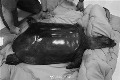 不幸去世的雌性斑鳖 图片来源央视新闻