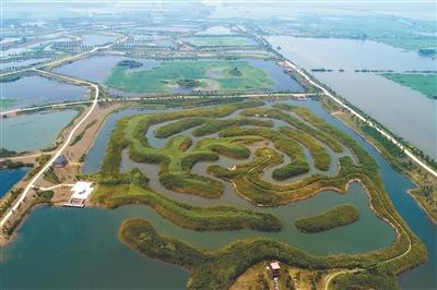 航拍淮安白马湖国家湿地公园芦苇迷宫