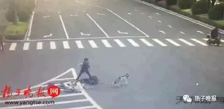 哈士奇将骑车大爷撞骨折后“逃逸” 主人赔3万多