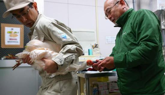 11年后中国再向日本提供朱鹮“楼楼”和“关关”顺利抵日