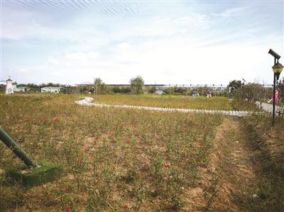 南京江宁百亩花海变草海 游客惊呼被景区美颜照骗了