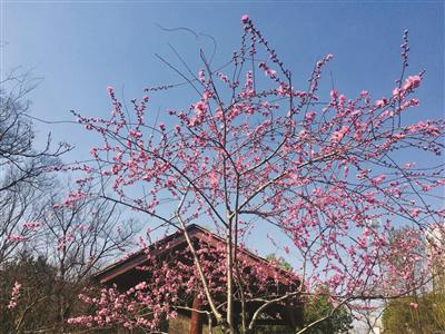 常州:桃花初绽来探春