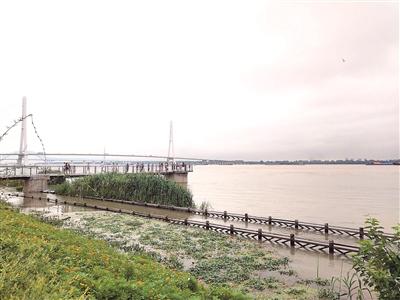 南京鱼嘴湿地公园,游览栈道被长江水淹没。吴 琼摄