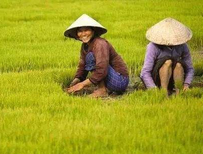 让新农村留住年轻人 江苏多管齐下培育“新农人”