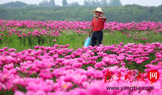 千亩芍药绽放迎客 邂逅粉色“梦幻花海”