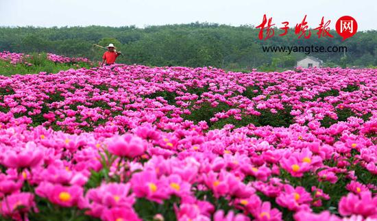 千亩芍药绽放迎客 邂逅粉色“梦幻花海”