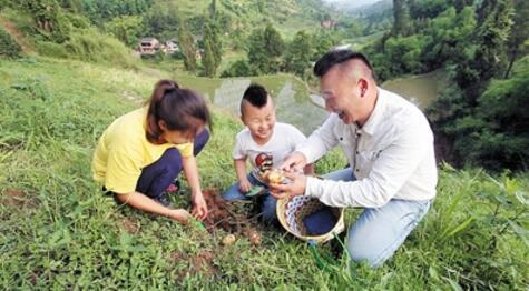 一家人开心挖土豆。