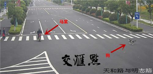 哈士奇撞伤骑车大爷后“逃逸” 狗主人赔了3万多