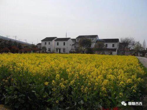 惠更上,油菜花开(图/@五月爱summer )