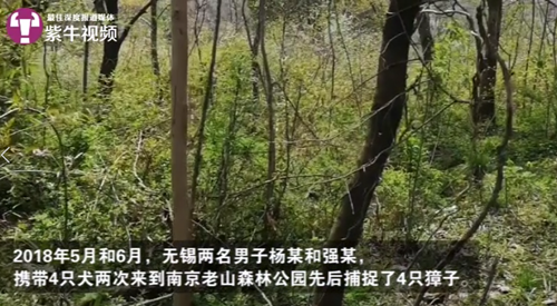 还在喝奶它们就被杀了 只因体内有贪婪者要的“宝”