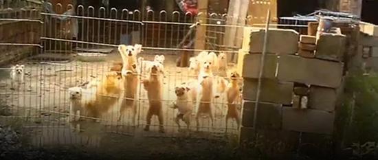 如皋回应“地下宠物繁殖场”：已连夜成立调查组