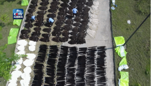 触目惊心！云南查获7384张貂皮 铺满整个院子