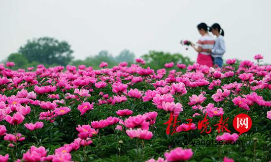 千亩芍药绽放迎客 邂逅粉色“梦幻花海”