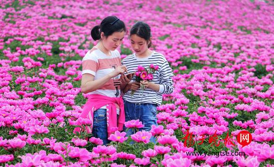 千亩芍药绽放迎客 邂逅粉色“梦幻花海”