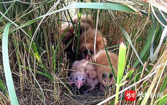 近日，在灌云县潮河湾景区湿地公园发现了濒危物种草鸮（cǎo xiāo）又名猴面鹰、猴头鹰。