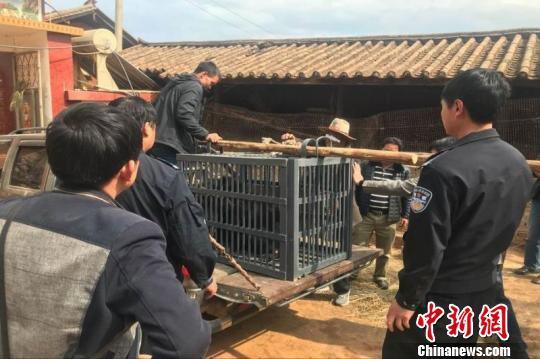 图为黑熊被没收。 钟欣 摄