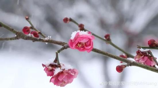 一片白茫茫的冰雪世界里，这几朵梅花，分外娇艳。