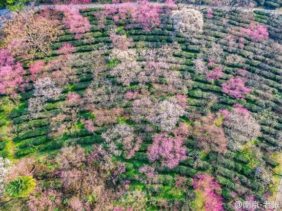 漫山遍野的梅花，让你有种“待到山花烂漫时，她在丛中笑”的感受。